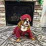 bulldog, dog, pajamas, hat, blanket, fireplace, stone_wall, stockings, christmas, holiday, indoor, pet, cute, cozy, fur, floor, sleepwear, portrait, decor, relaxing