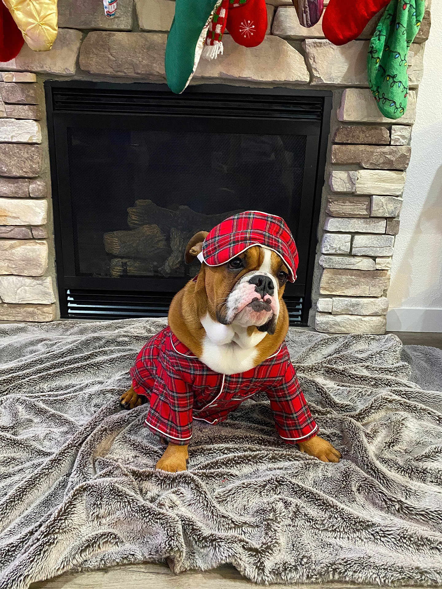 Miley is registered to the contest to win money with this photo: bulldog, dog, pajamas, hat, blanket, fireplace, stone_wall, stockings, christmas, holiday, indoor, pet, cute, cozy, fur, floor, sleepwear, portrait, decor, relaxing