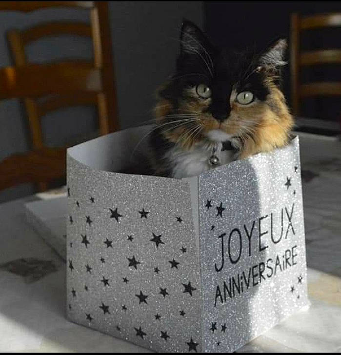 Ibiza a rejoint le concours — aidez-le/la à gagner de superbes lots ! basket, box, cardboard, carnivore, cat, cat_supply, chair, domestic_short_haired_cat, drinkware, facial_tissue_holder, felidae, fur, packaging_and_labeling, pet_supply, rectangle, serveware, shipping_box, small_to_medium_sized_cats, snout, whiskers