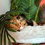 cat, calico, green_eyes, leaf, plant, indoor, pet, fur, whiskers, face, resting, cozy, soft, perch, feline, closeup, nature, colorful, relaxed, cute