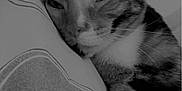 Gaia a rejoint le concours — aidez-le/la à gagner de superbes lots ! cat, feline, pet, sleeping, resting, pillow, paw, whiskers, ears, fur, striped, closeup, indoors, bed, headboard, black_and_white, cozy, relaxing, animal, cute