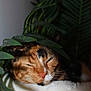 Gaia a rejoint le concours — aidez-le/la à gagner de superbes lots ! cat, calico, sleepy, plant, leaf, green, indoor, pet, fur, whiskers, closeup, face, nature, relaxed, cozy, shade, animal, mammal, home, resting