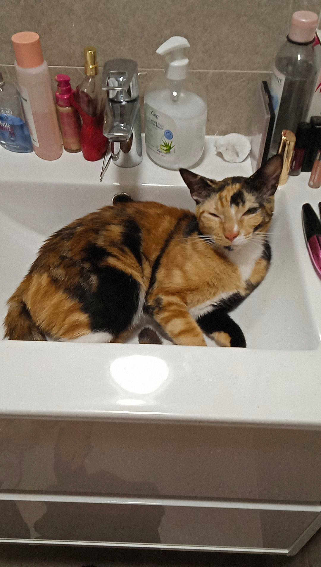 Gaia a rejoint le concours — aidez-le/la à gagner de superbes lots ! cat, calico, sink, bathroom, faucet, toiletries, bottle, relaxed, sleepy, pet, animal, domestic, indoor, fur, whiskers, ears, face, resting, clean, countertop