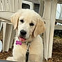 dog, puppy, golden_retriever, outdoor, plastic_chair, table, leash, tag, tongue_out, curious, fur, pet, young_dog, animal, nature, daylight, white_chair, collar, ground, cute