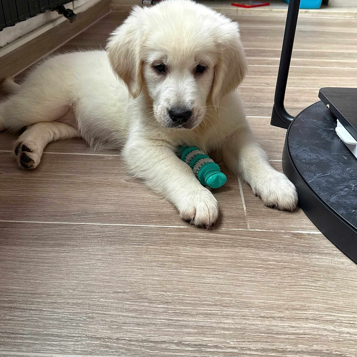 Aïka a rejoint le concours — aidez-le/la à gagner de superbes lots ! animal, chew_toy, companion, cute, dog, floor, fur, indoor, laying_down, modern_interior, paw, pet, puppy, relaxed, stack_of_games, table, toy, white_fur, wooden_floor, young_dog