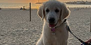 Aïka a rejoint le concours — aidez-le/la à gagner de superbes lots ! animal, beach, calm, concrete_block, cute, dog, evening, golden_retriever, leash, nature, ocean, outdoor, pet, puppy, sand, sky, sun, sunset, water, young_dog