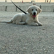 Aïka participe au concours pour gagner de l'argent avec cette photo : animal, beach, calm, dog, fence, happy, leash, lying_down, nature, outdoor, pavement, people, pet, puppy, sea, summer, sunset, tongue_out, water, white_dog