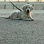puppy, dog, white_dog, leash, pavement, beach, sea, fence, people, sunset, outdoor, animal, pet, lying_down, happy, tongue_out, calm, nature, summer, water