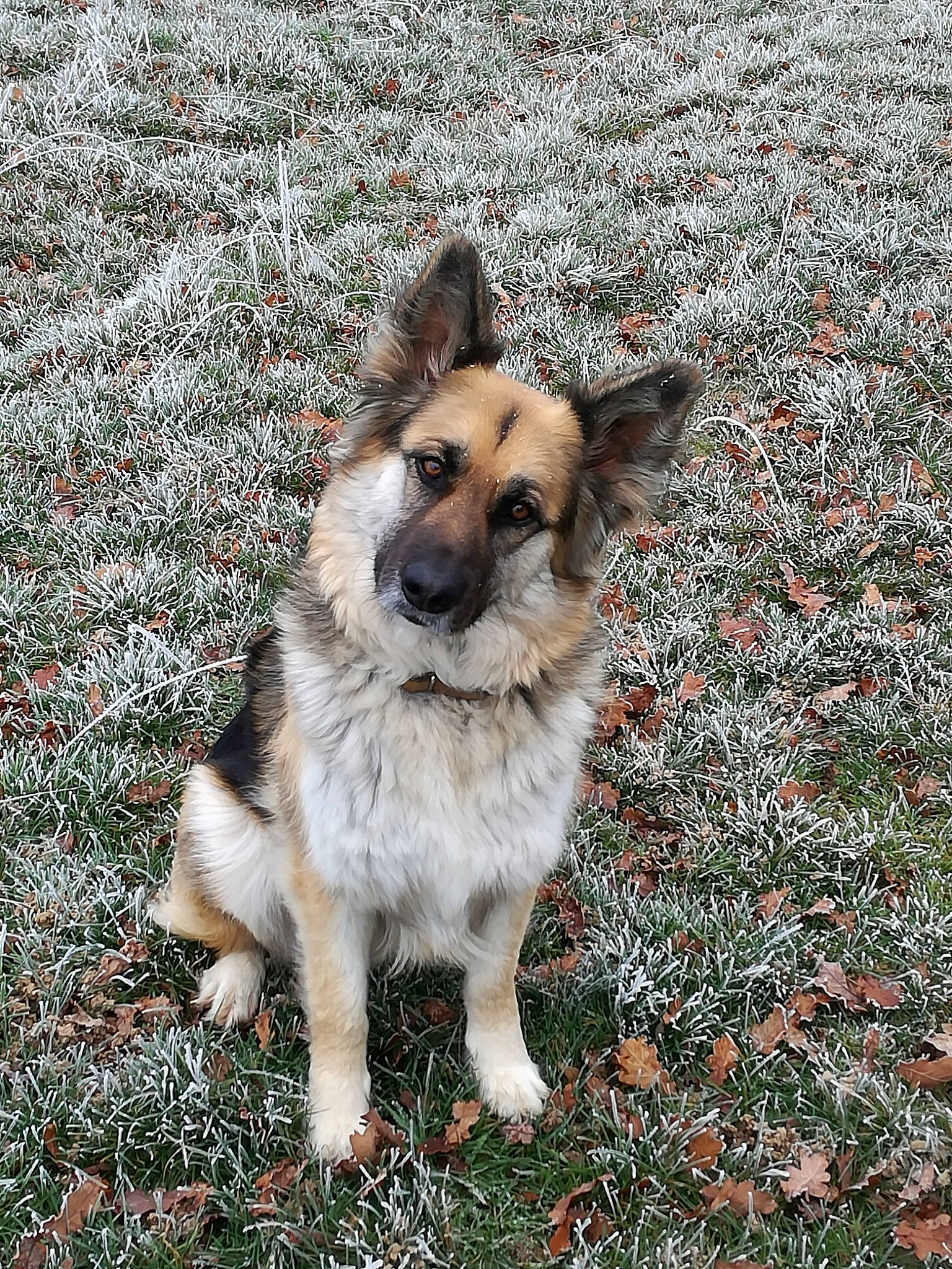 Ibis a rejoint le concours — aidez-le/la à gagner de superbes lots ! carnivore, companion_dog, dog, dog_breed, eye, fur, grass, groundcover, plant, soil, terrestrial_animal, tree, whiskers, working_dog