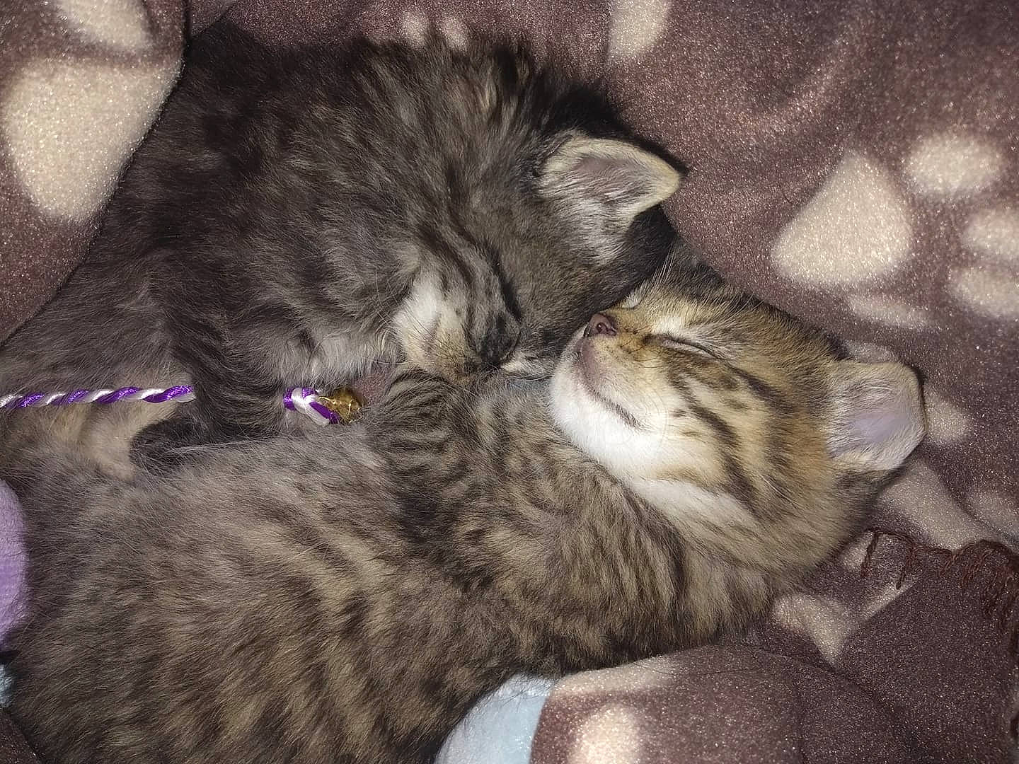 Mickey participe au concours pour gagner de l'argent avec cette photo : asian, california_spangled, carnivore, cat, domestic_short_haired_cat, dragon_li, egyptian_mau, european_shorthair, felidae, fur, kitten, mammal, nap, norwegian_forest_cat, paw, pixie_bob, sleep, small_to_medium_sized_cats, tabby_cat, whiskers