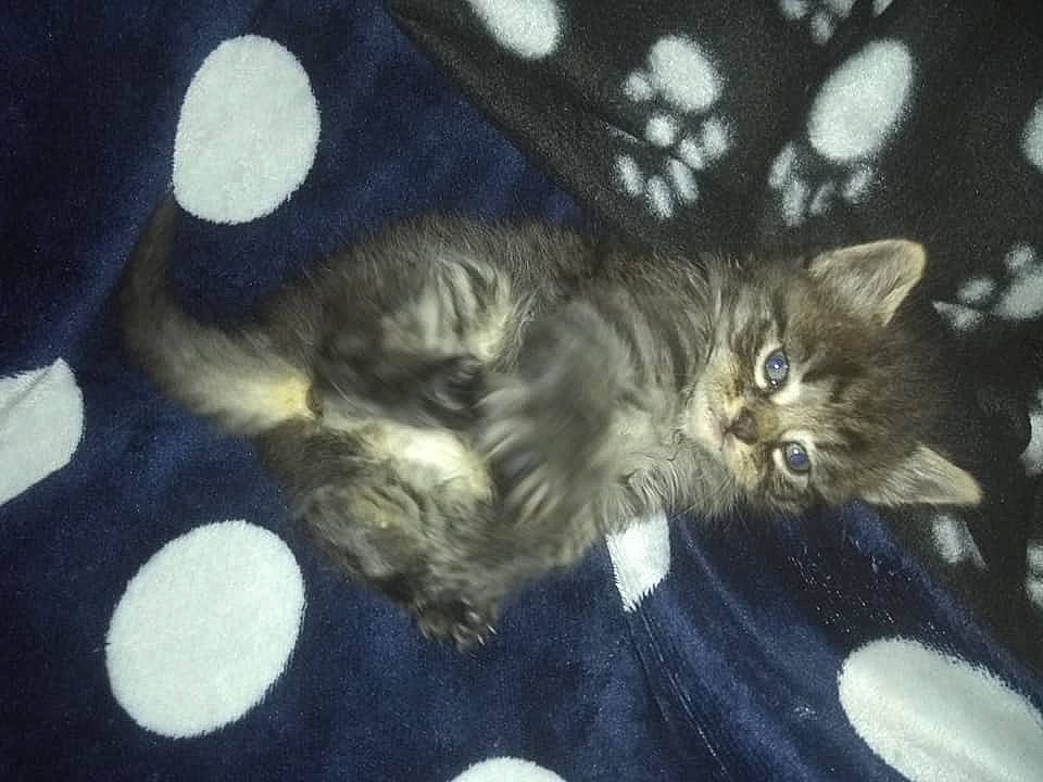 Mickey participe au concours pour gagner de l'argent avec cette photo : american_curl, asian, carnivore, cat, cymric, domestic_long_haired_cat, domestic_short_haired_cat, dragon_li, european_shorthair, fawn, felidae, fur, kitten, kurilian_bobtail, mammal, norwegian_forest_cat, paw, polydactyl_cat, small_to_medium_sized_cats, whiskers