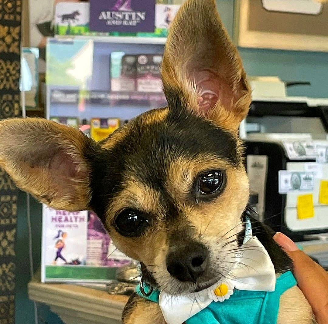 Peanut is registered to the contest to win money with this photo: canidae, carnivore, companion_dog, dog, dog_breed, dog_supply, ear, eyelash, fawn, fur, iris, jaw, party_hat, picture_frame, snapshot, snout, sporting_group, toy_dog, whiskers, working_animal