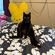 Baby Girl joined the competition — help win amazing prizes! animal, bed, bedspread, black_cat, cord, curtains, feline, floral_pattern, furniture, indoor, looking_at_camera, pet, plush_toy, power_outlet, room, sitting, soft_toy, wall, window, yellow_bunny