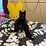 animal, bed, bedspread, black_cat, cord, curtains, feline, floral_pattern, furniture, indoor, looking_at_camera, pet, plush_toy, power_outlet, room, sitting, soft_toy, wall, window, yellow_bunny