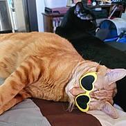 Gambit joined the competition — help win amazing prizes! animal, bed, black_cat, cat, companion, cozy, cute, domestic_animal, ears, feline, fur, heart_shaped, indoor, lying_down, orange_tabby, pet, relaxed, resting, sunglasses, whiskers