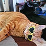 animal, bed, black_cat, cat, companion, cozy, cute, domestic_animal, ears, feline, fur, heart_shaped, indoor, lying_down, orange_tabby, pet, relaxed, resting, sunglasses, whiskers