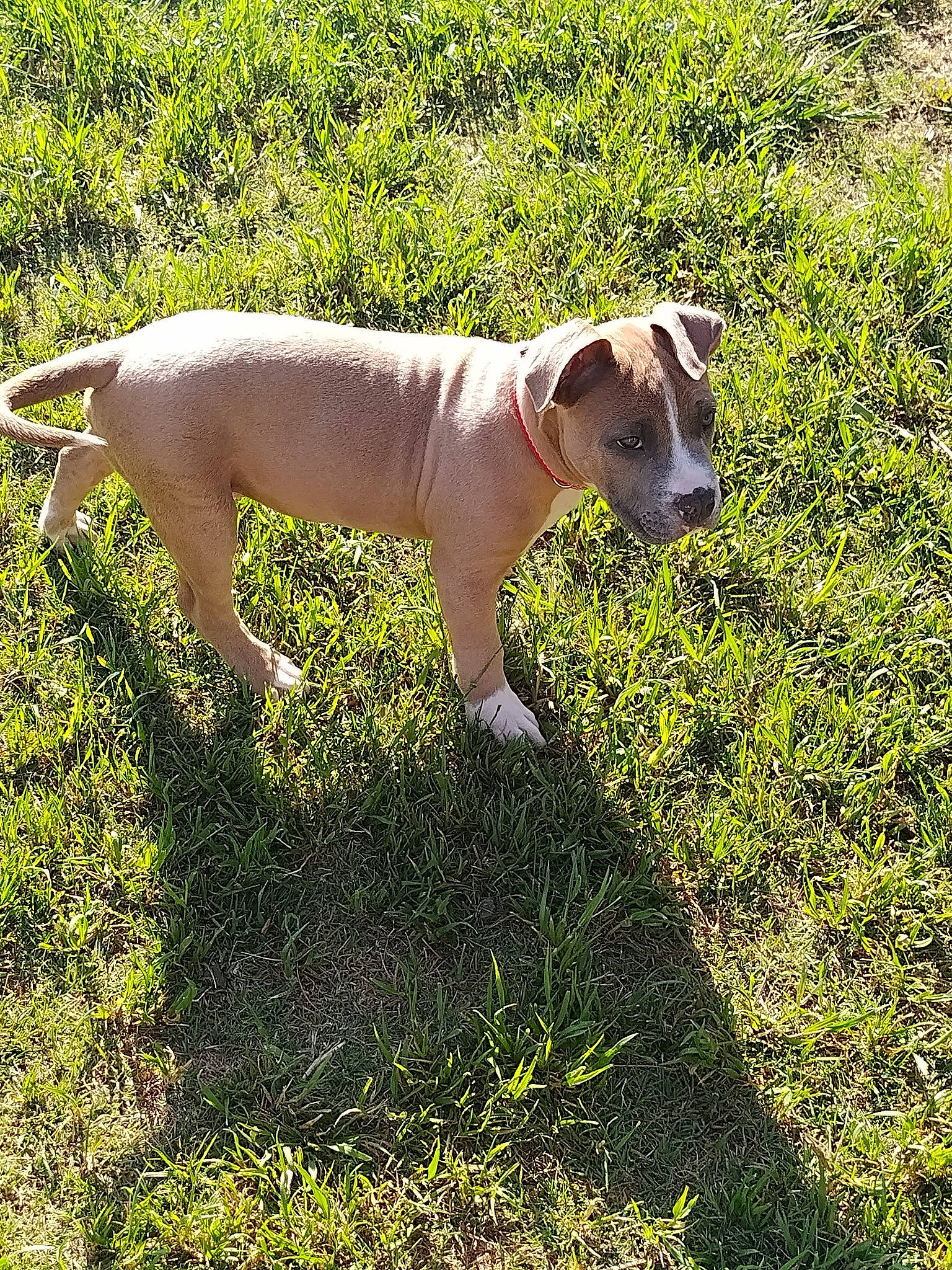 Taz joined the competition — help win amazing prizes! canidae, carnivore, collar, companion_dog, dog, dog_breed, fawn, grass, grassland, groundcover, gun_dog, non_sporting_group, pasture, plant, snout, sporting_group, tail, terrestrial_animal, working_animal, working_terrier