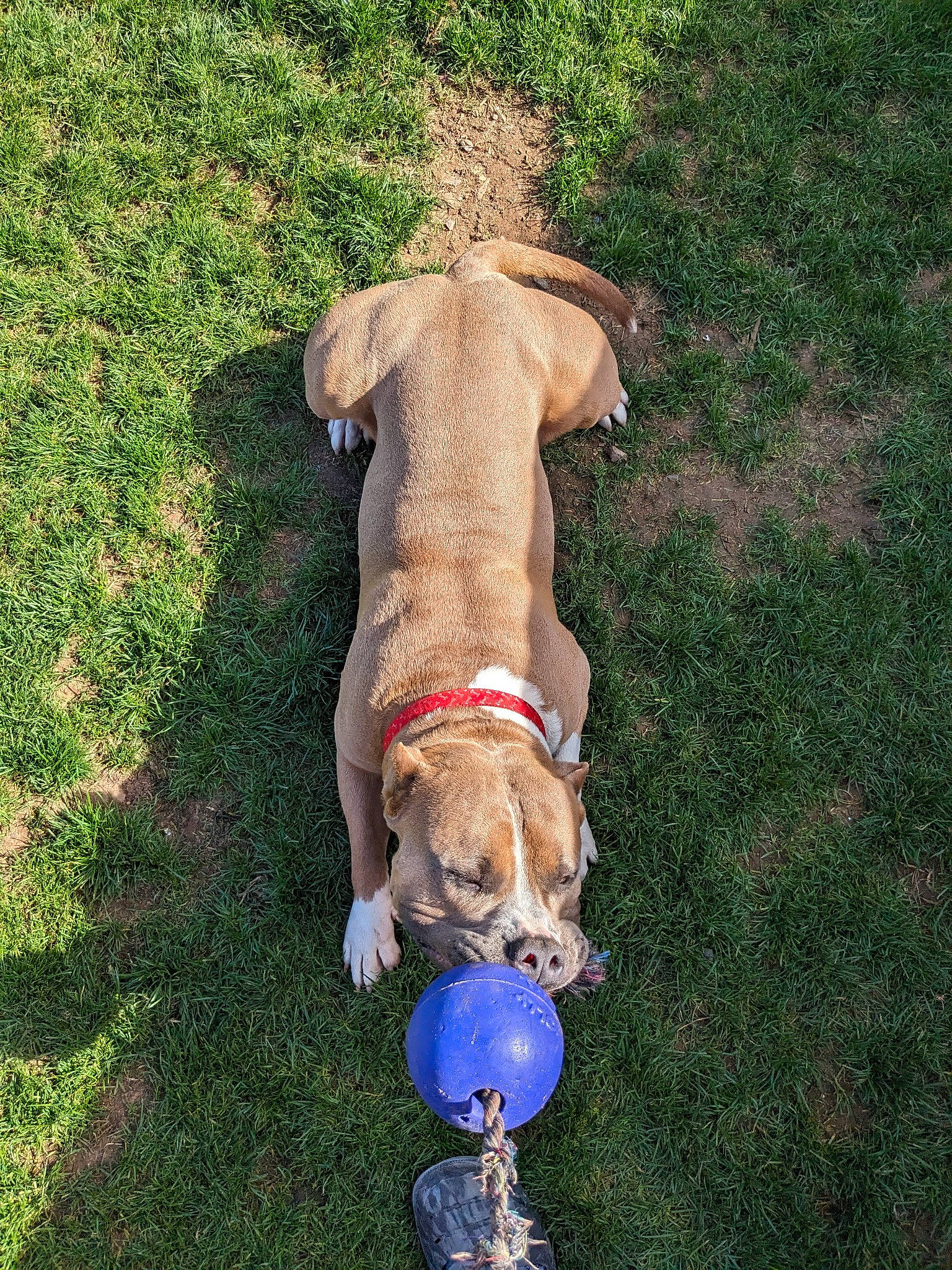 Taz joined the competition — help win amazing prizes! canidae, carnivore, collar, companion_dog, dog, dog_breed, dog_collar, dog_supply, electric_blue, fawn, grass, gun_dog, leash, liver, pet_supply, recreation, sporting_group, tail, toy, working_animal