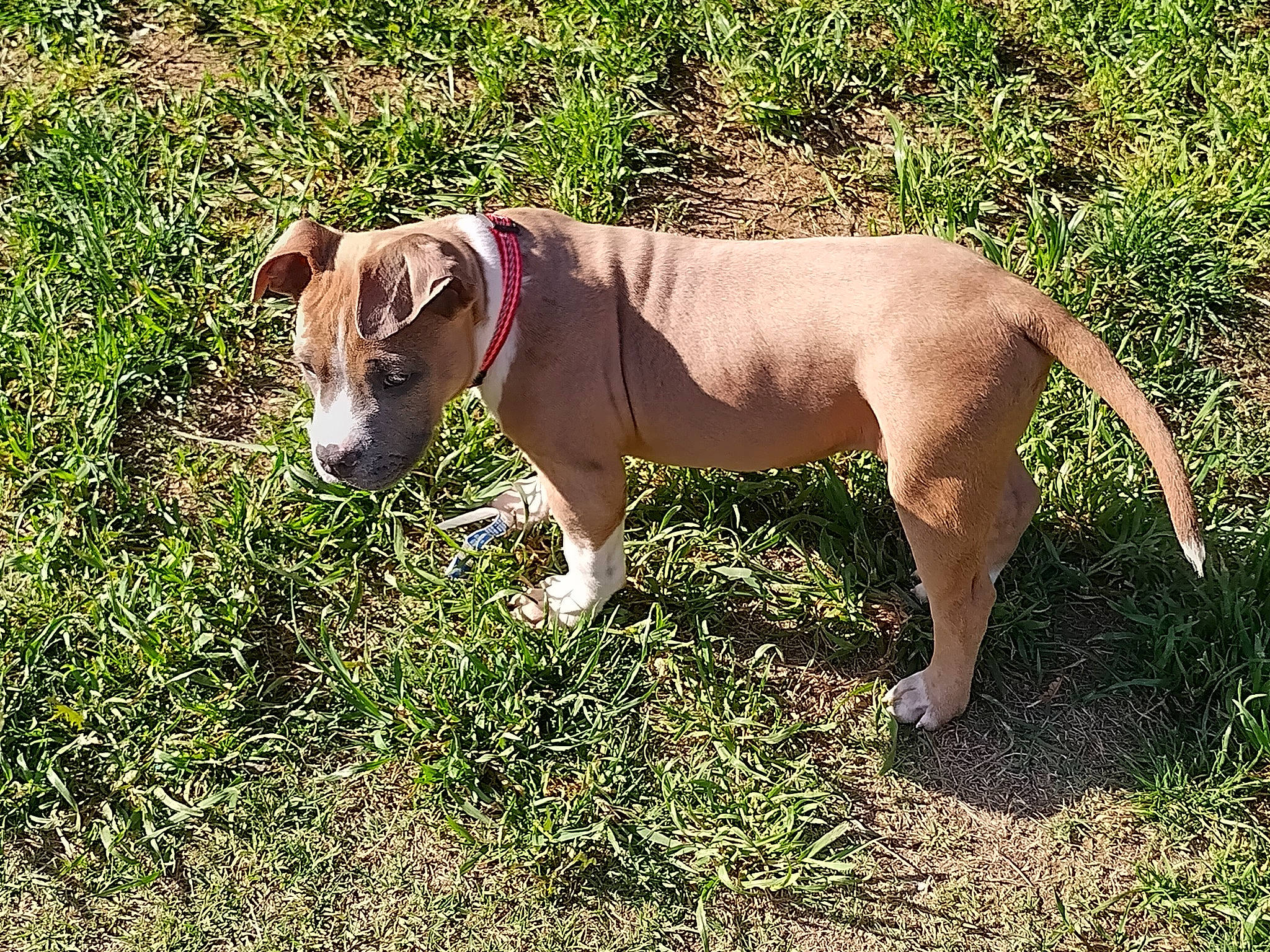 Taz joined the competition — help win amazing prizes! canidae, carnivore, collar, companion_dog, dog, dog_breed, dog_collar, dog_supply, fawn, grass, hunting_dog, liver, non_sporting_group, pet_supply, plant, snout, sporting_group, tail, terrestrial_animal, working_animal