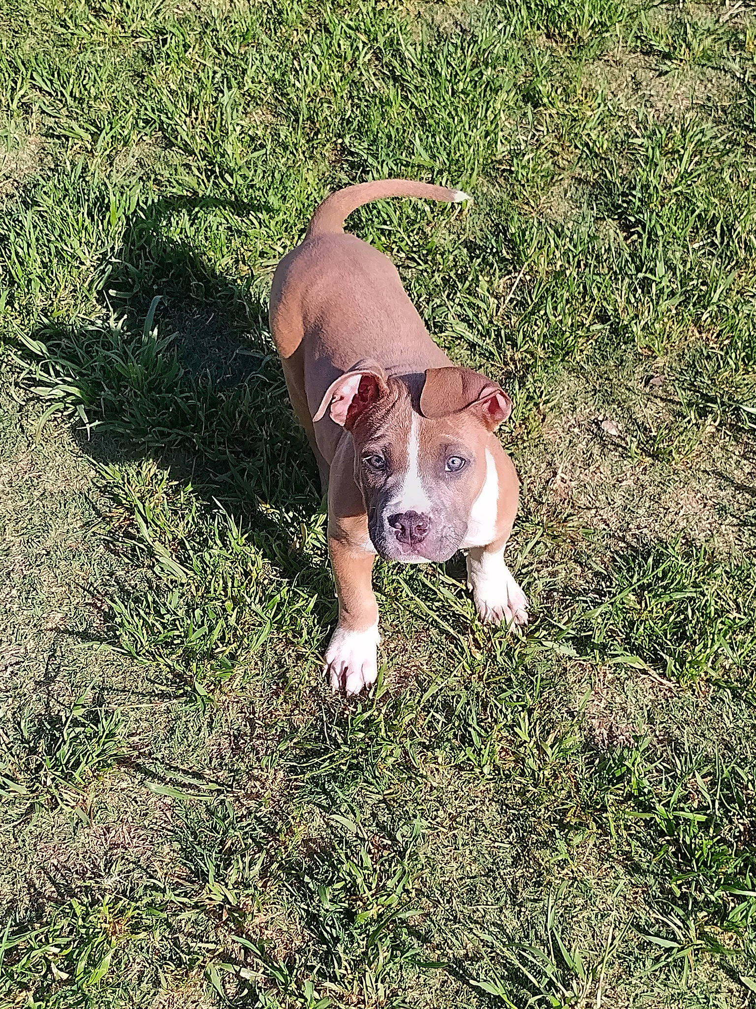 Taz is registered to the contest to win money with this photo: canidae, carnivore, companion_dog, dog, dog_breed, fawn, grass, grassland, groundcover, herbaceous_plant, non_sporting_group, pasture, people_in_nature, plant, snout, soil, sporting_group, tail, terrestrial_animal, working_animal