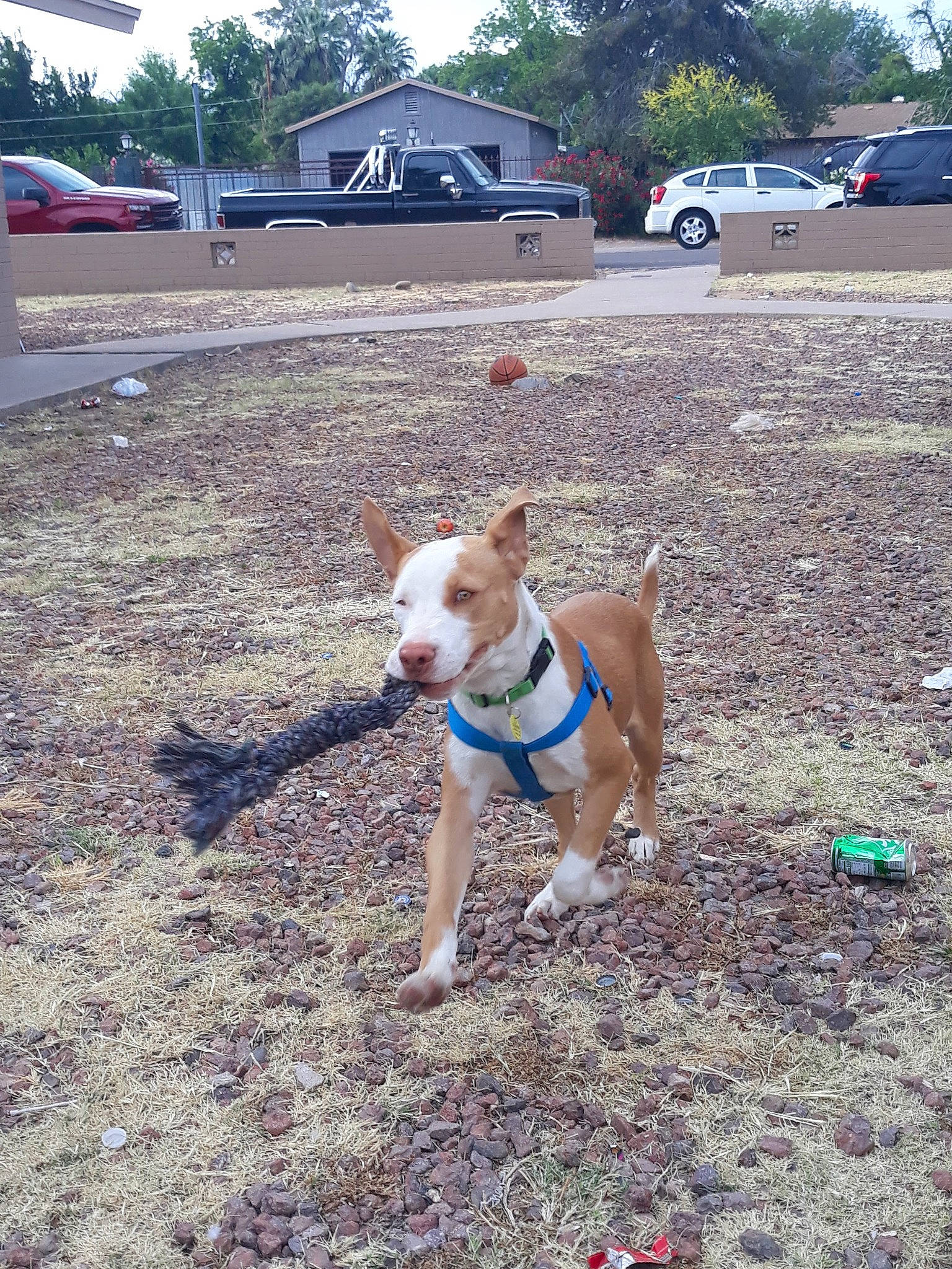 Chico is registered to the contest to win money with this photo: car, carnivore, collar, companion_dog, dog, dog_breed, dog_collar, dog_supply, fawn, grass, leash, pet_supply, plant, sky, tail, tire, tree, vehicle, wheel, working_animal