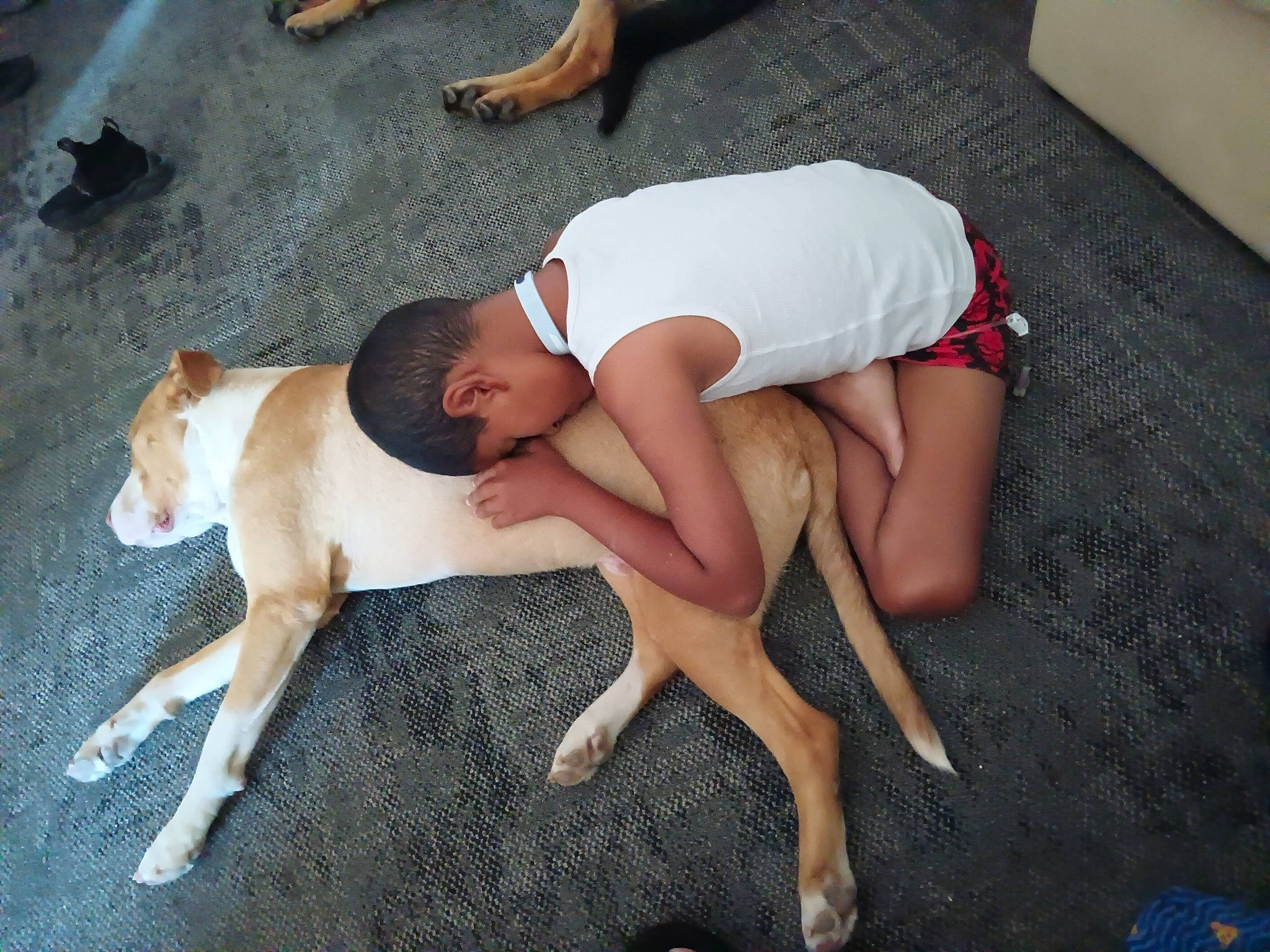 Chico is registered to the contest to win money with this photo: barefoot, calf, chest, comfort, companion_dog, dog, elbow, flip_flops, flooring, foot, human_leg, knee, lap, leg, leisure, shorts, thigh, toe, trunk, wrist