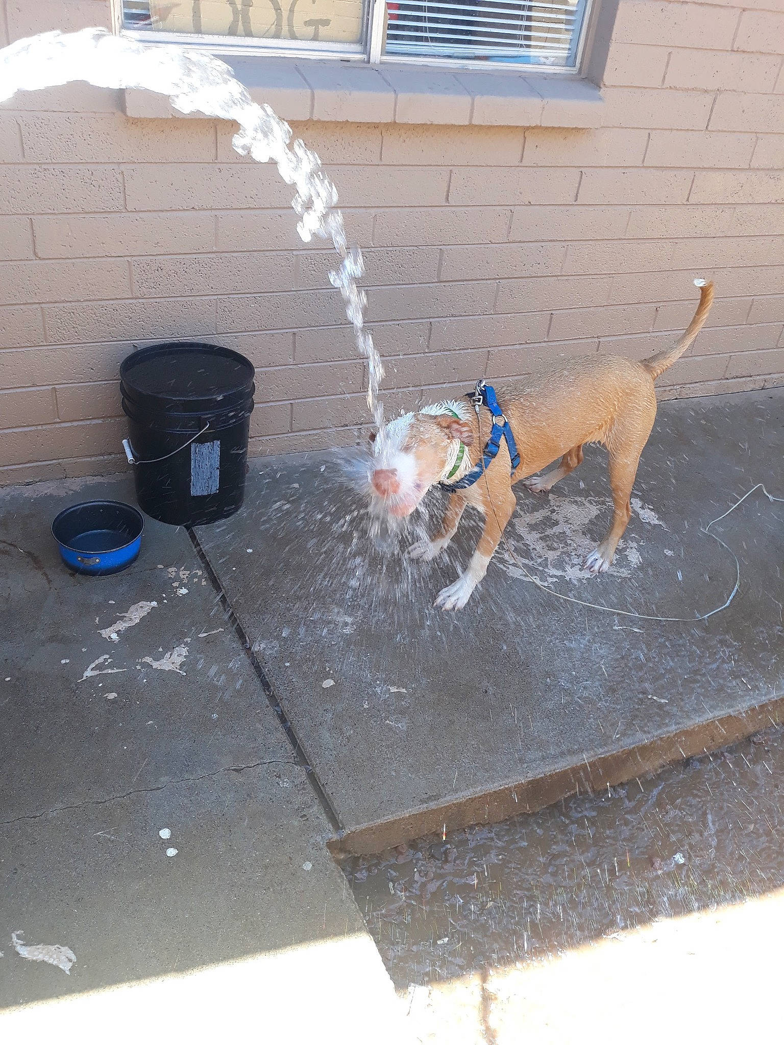 Chico joined the competition — help win amazing prizes! asphalt, carnivore, collar, companion_dog, concrete, dog, dog_breed, fawn, flooring, garden_hose, gas, hose, liquid, pet_supply, road_surface, sidewalk, sporting_group, tail, water, window