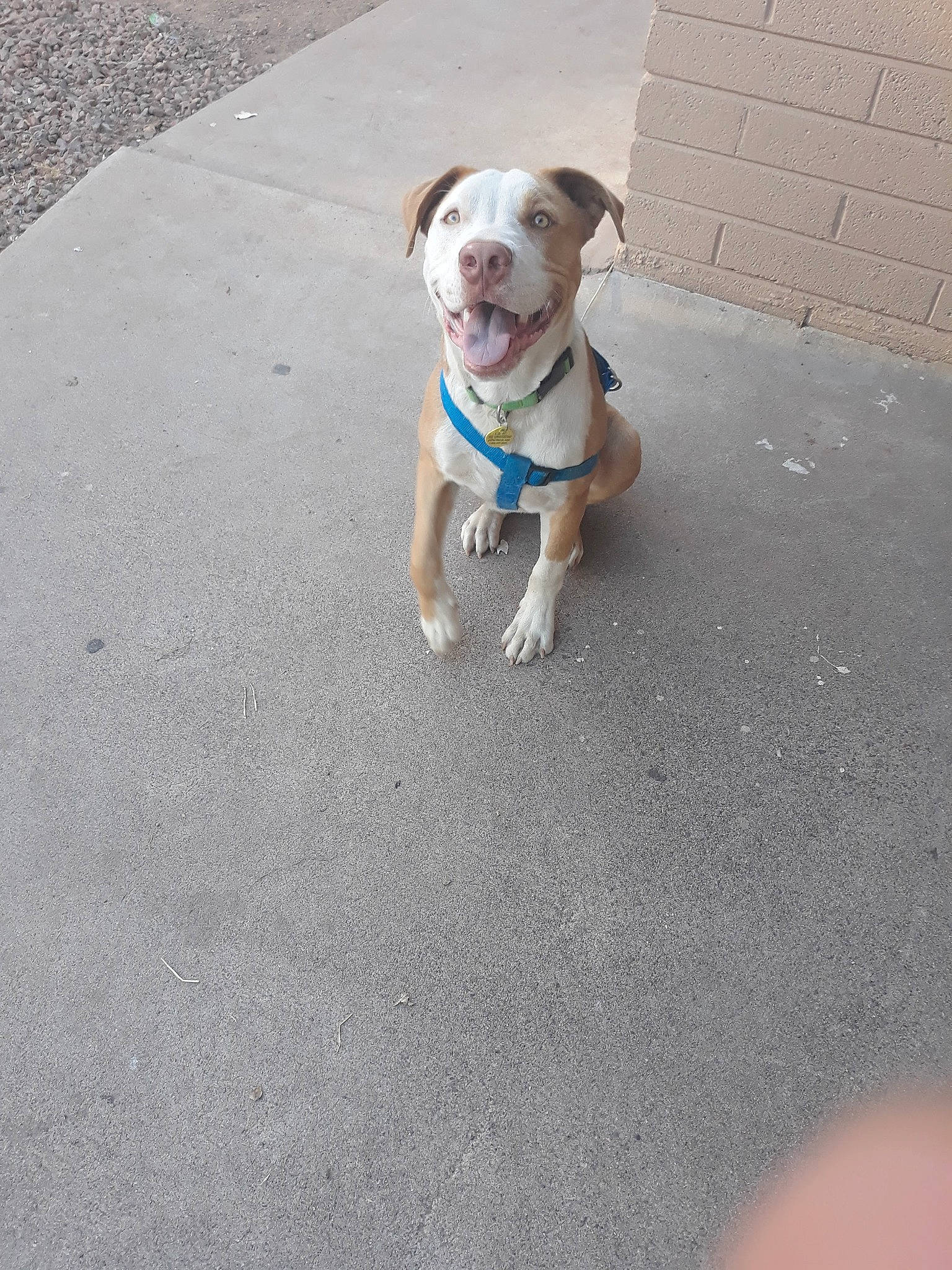 Chico is registered to the contest to win money with this photo: asphalt, carnivore, collar, companion_dog, concrete, dog, dog_breed, dog_collar, dog_supply, fawn, leash, paw, pet_supply, road, road_surface, sidewalk, snout, sporting_group, tail, working_animal