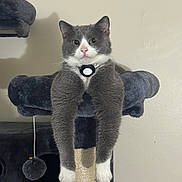 Sushi is registered to the contest to win money with this photo: cat, gray_cat, white_paws, cat_tree, plush, scratching_post, relaxed, indoor, pet, feline, hanging_legs, collar, curious, animal, cute, fur, whiskers, ears, paws, portrait