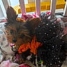 dog, small_dog, puppy, orange_clothing, black_tutu, plush_toys, blanket, indoor, cute, pet, fur, ears, toy, resting, cozy, animal, soft, colorful, curious, domestic_animal