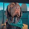 dog, labrador, chocolate_labrador, bandana, green_bandana, car_interior, backseat, seat, sunlight, pet, animal, canine, portrait, sitting, ears, nose, face, window, daylight, cute