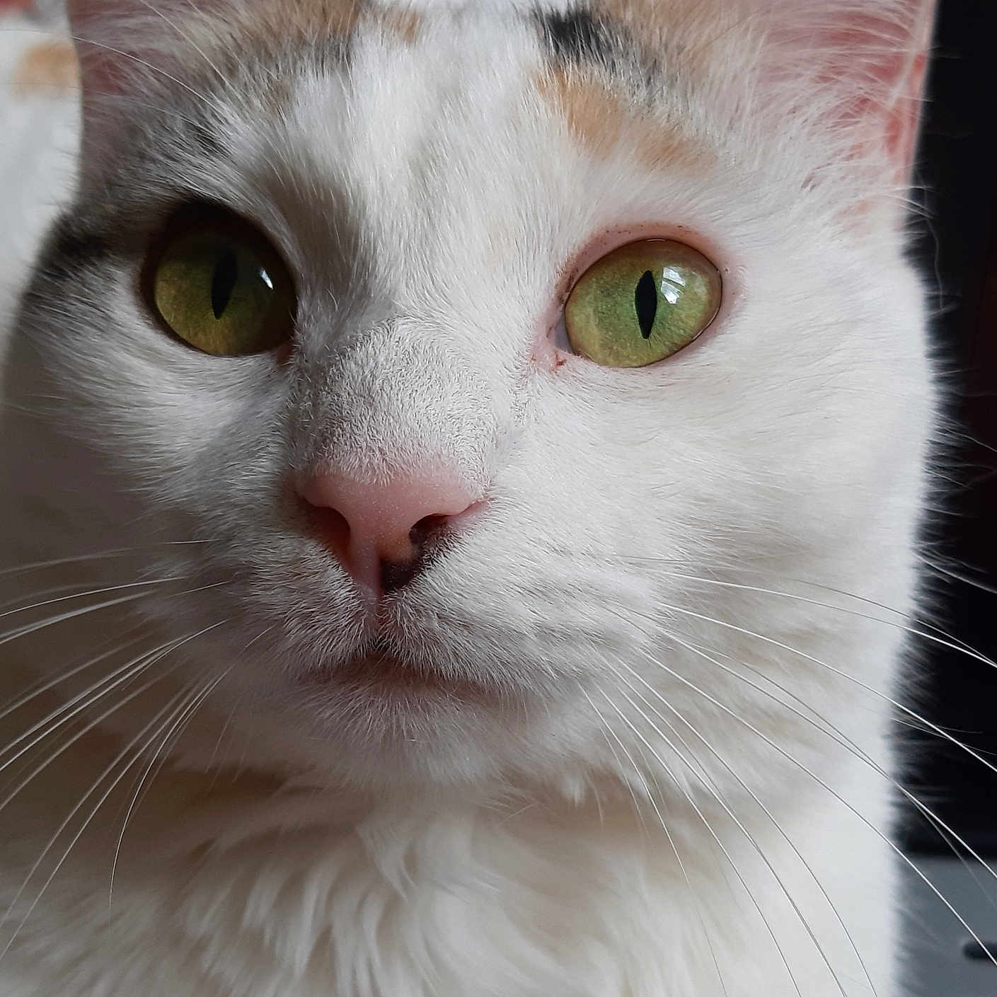 Praline