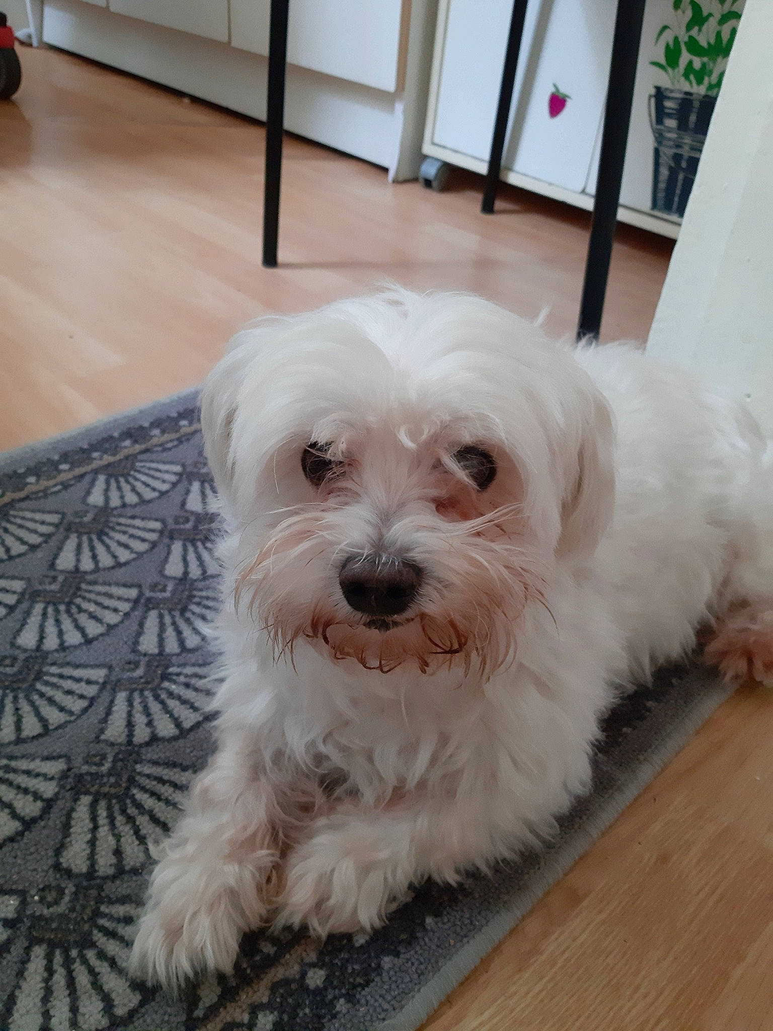 Bubule participe au concours pour gagner de l'argent avec cette photo : bolonka, canidae, carnivore, cockapoo, companion_dog, dog, dog_breed, havanese, kyi_leo, maltepoo, maltese, mammal, person, puppy, schnoodle, skin, snout, sporting_lucas_terrier, terrier, vertebrate