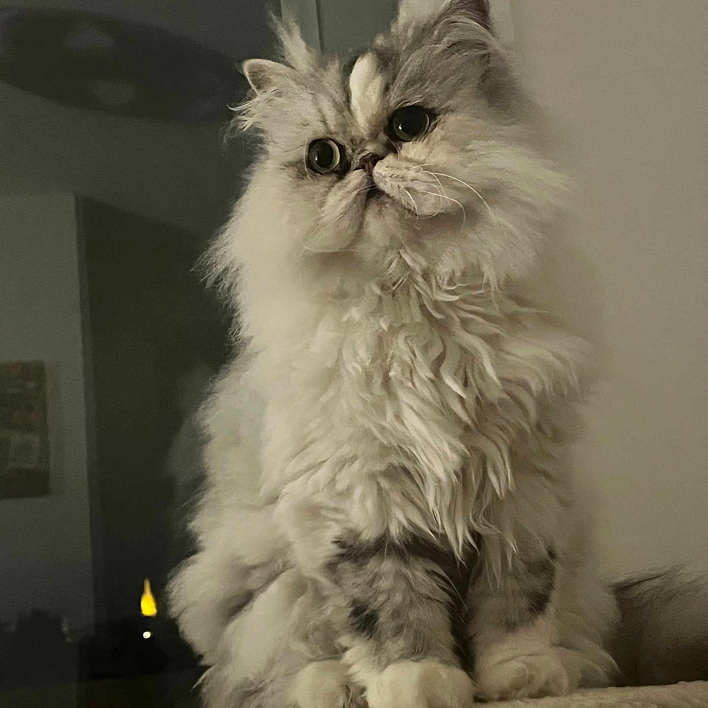 Pacha a rejoint le concours — aidez-le/la à gagner de superbes lots ! abyssinian, angora, animal, armchair, cat, chair, couch, furniture, kitten, light, manx, pet, siamese, white, wood