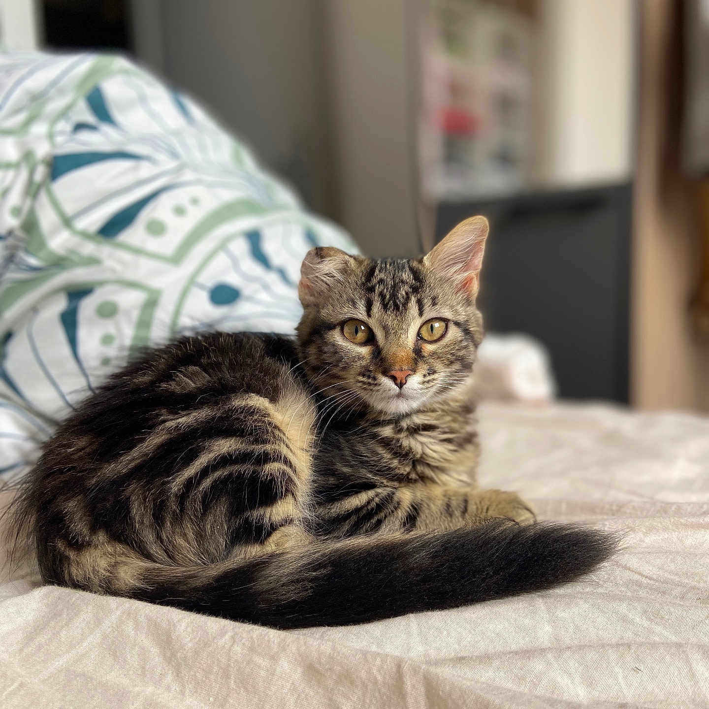 Elsa a rejoint le concours — aidez-le/la à gagner de superbes lots ! abyssinian, animal, bed, bedroom, blanket, cat, couch, cushion, furniture, homedecor, indoors, kitten, linen, manx, person, pet, quilt, room, sleeping