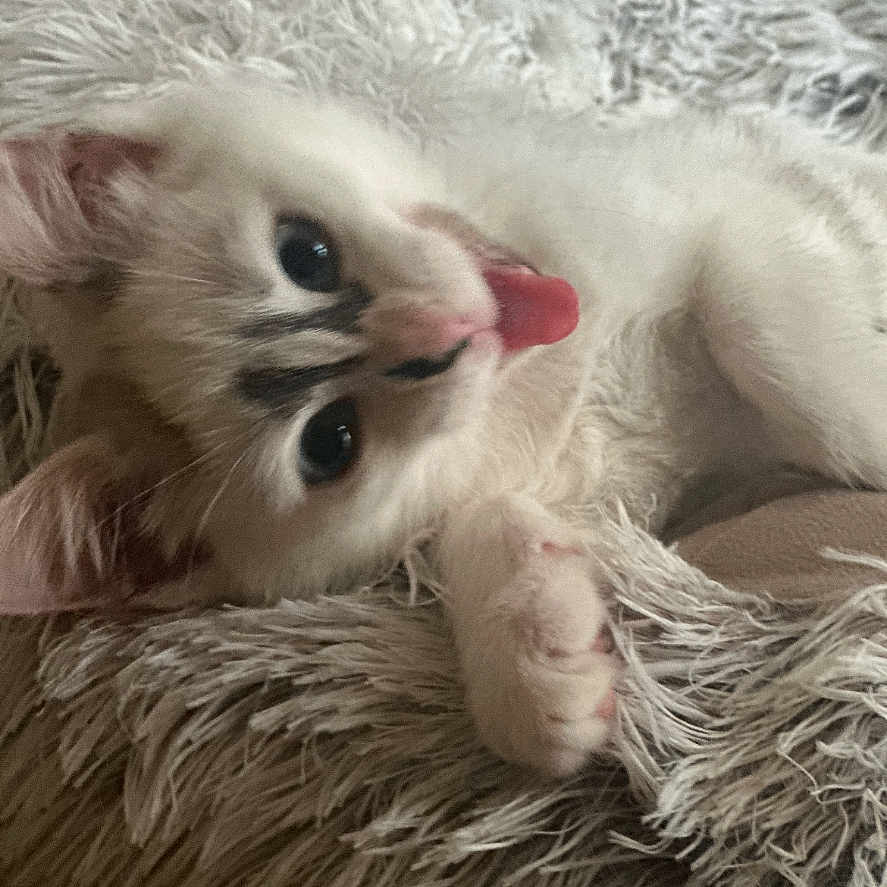 Ruby participe au concours pour gagner de l'argent avec cette photo : animal, bodypart, canine, cat, dog, face, finger, hand, head, kitten, manx, mouth, person, pet, photography, portrait, puppy, siamese, tongue, whitedog