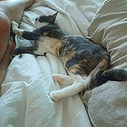 Soah a rejoint le concours — aidez-le/la à gagner de superbes lots ! cat, bed, blanket, legs, feet, indoor, relaxing, sleeping, white_bedding, fur, paw, tail, human, comfort, rest, domestic_animal, pet, calm, cozy, casual