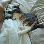 cat, bed, blanket, legs, feet, indoor, relaxing, sleeping, white_bedding, fur, paw, tail, human, comfort, rest, domestic_animal, pet, calm, cozy, casual