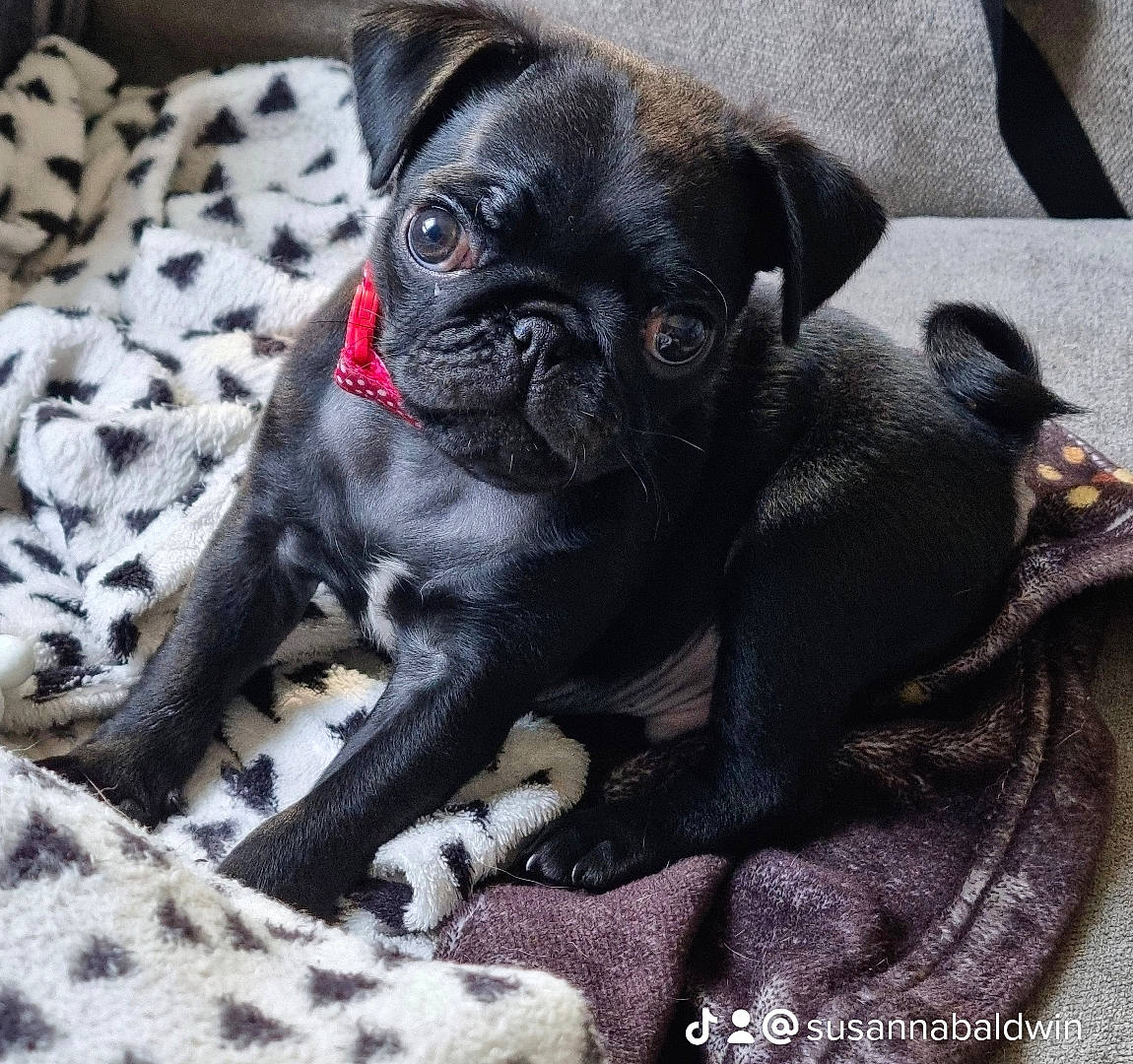 Reggie joined the competition — help win amazing prizes! canidae, carnivore, comfort, companion_dog, dog, dog_breed, fawn, grey, liver, non_sporting_group, pattern, paw, pug, snout, sporting_group, terrestrial_animal, toy_dog, whiskers, working_animal, wrinkle