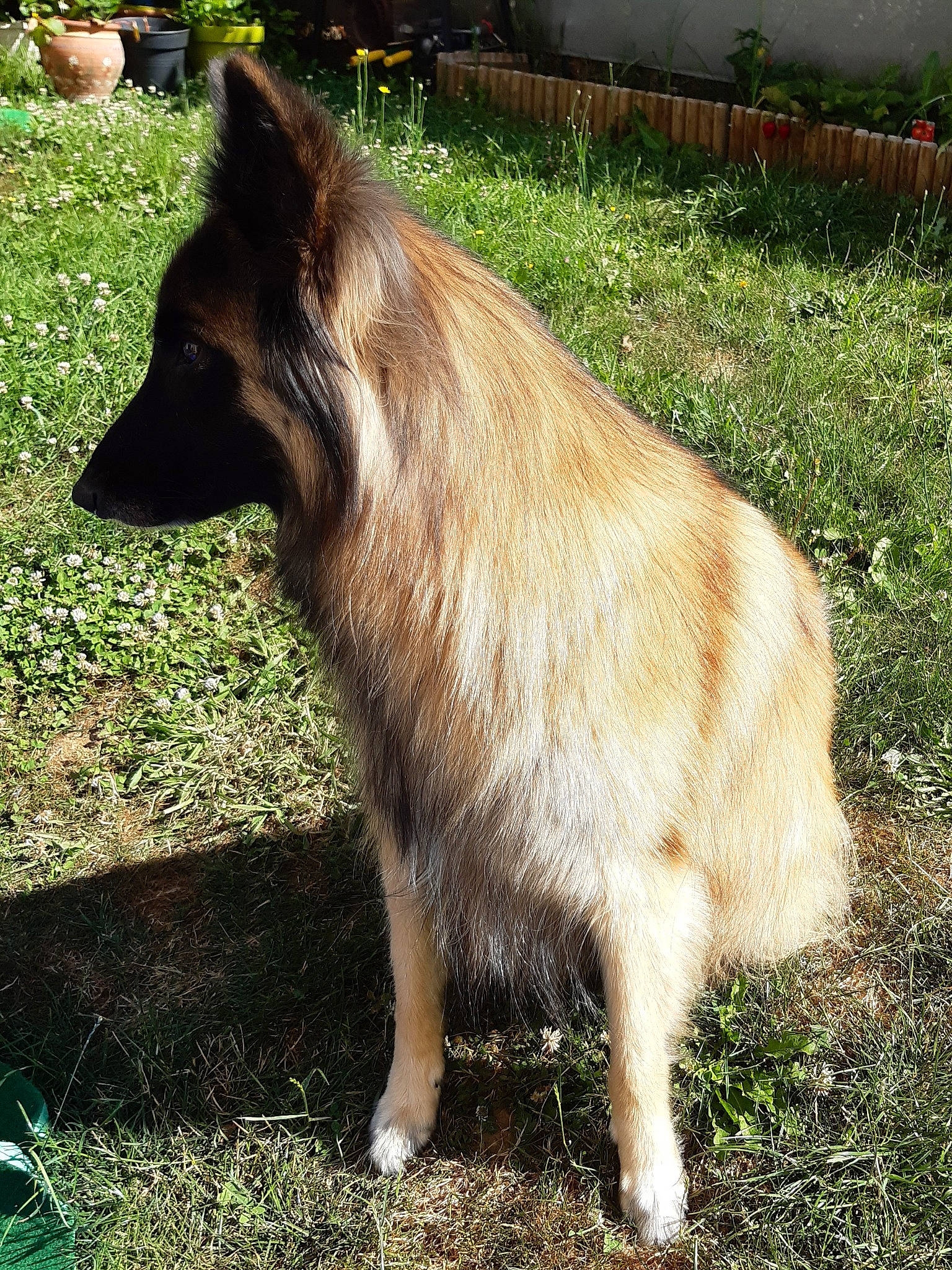 Laika participe au concours pour gagner de l'argent avec cette photo : belgian_shepherd, canidae, carnivore, dog, dog_breed, fawn, icelandic_sheepdog, mammal, tervuren, vertebrate