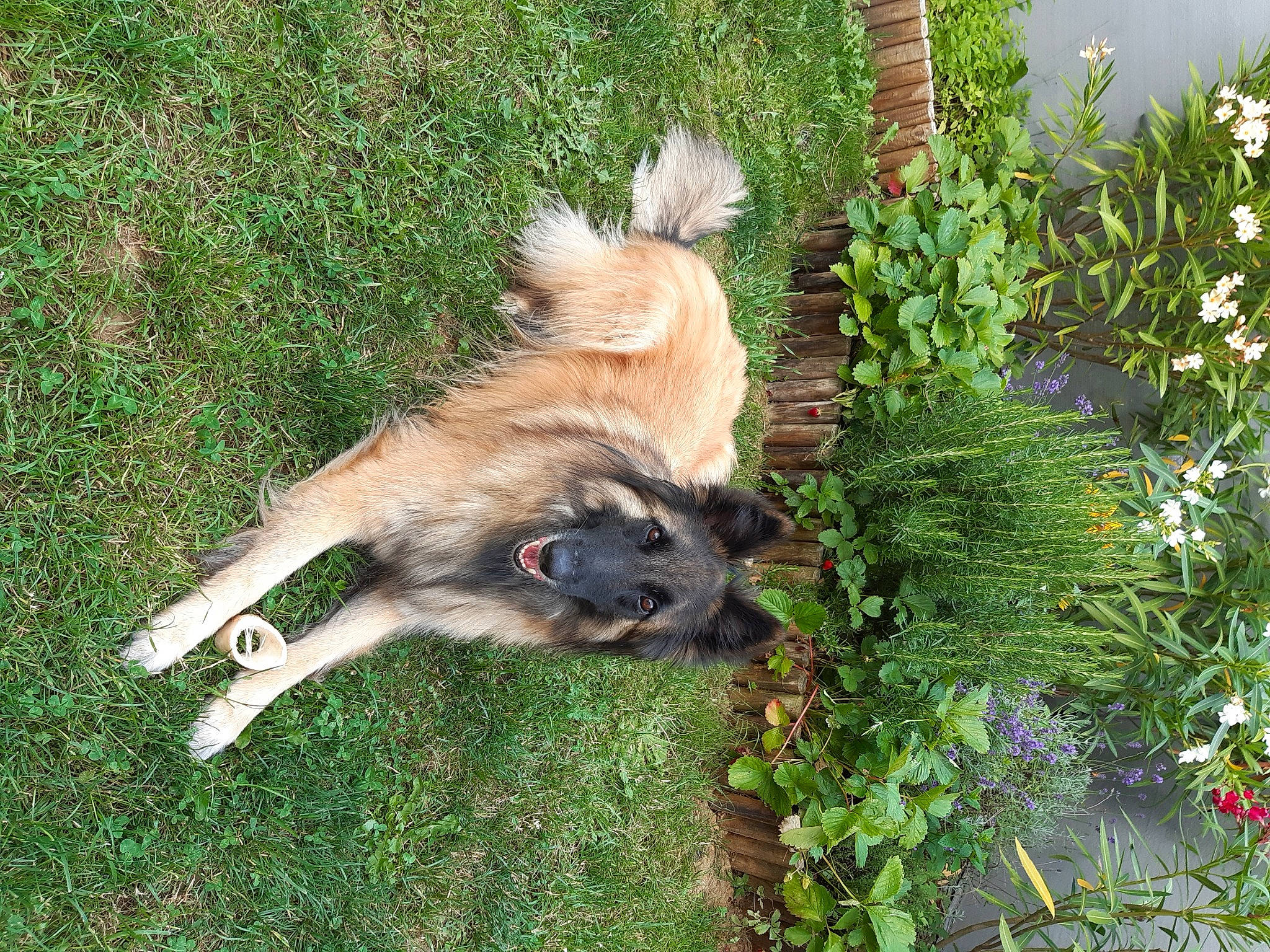 Laika participe au concours pour gagner de l'argent avec cette photo : canidae, carnivore, caucasian_shepherd_dog, dog, dog_breed, eurasier, fawn, grass, leonberger, livestock_guardian_dog, mammal, norwegian_elkhound, plant, sarplaninac, tail, vertebrate