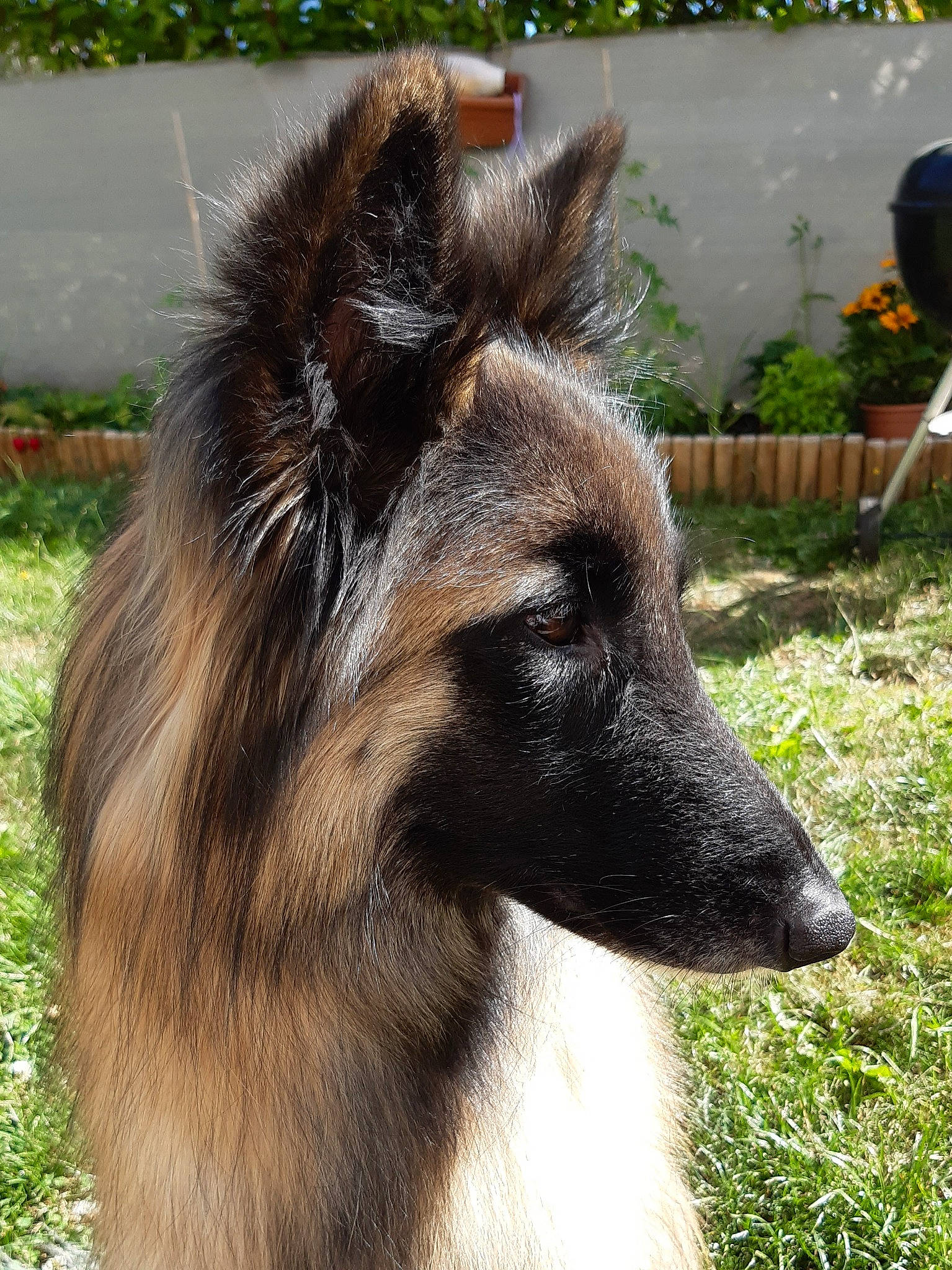 Laika a rejoint le concours — aidez-le/la à gagner de superbes lots ! belgian_shepherd, belgian_shepherd_malinois, canidae, carnivore, dog, dog_breed, herding_dog, kunming_wolfdog, mammal, old_german_shepherd_dog, shiloh_shepherd_dog, snout, tervuren, vertebrate
