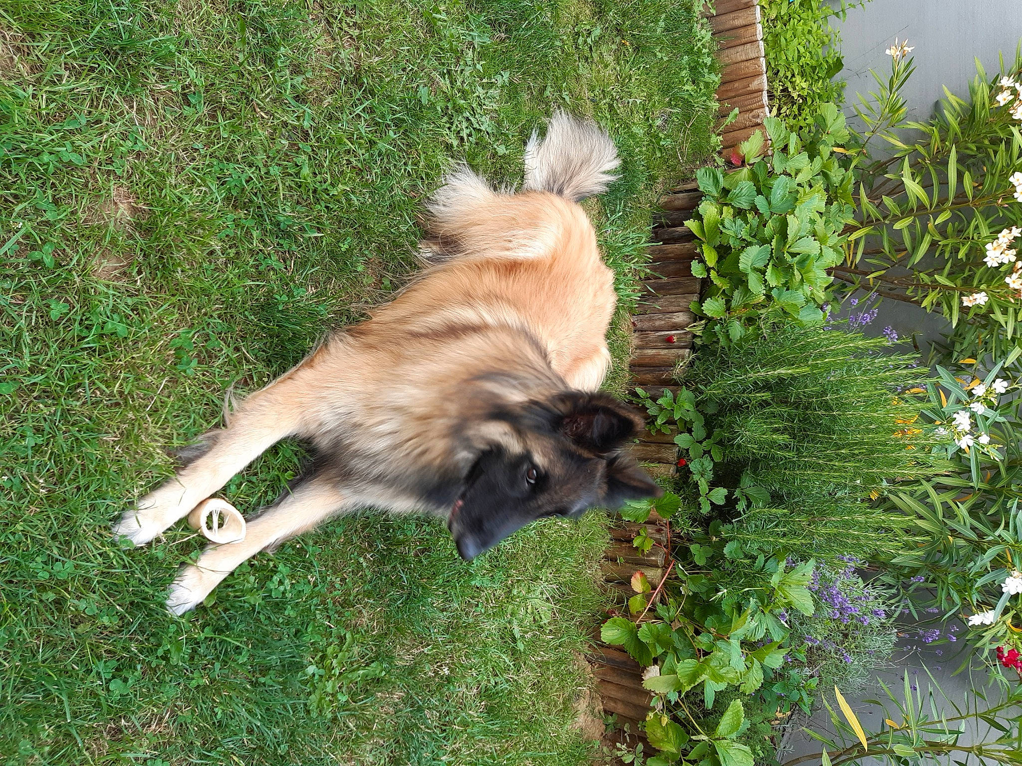 Laika a rejoint le concours — aidez-le/la à gagner de superbes lots ! canidae, carnivore, dog, dog_breed, fawn, leonberger, mammal, sarplaninac, sporting_group, tail, vertebrate