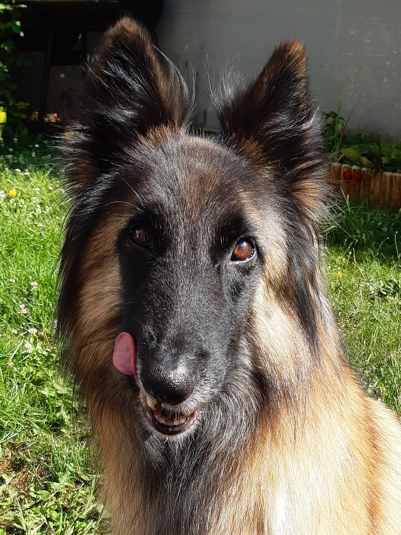 Laika a rejoint le concours — aidez-le/la à gagner de superbes lots ! belgian_shepherd, belgian_shepherd_malinois, bohemian_shepherd, canidae, carnivore, dog, dog_breed, german_shepherd_dog, groenendael, herding_dog, king_shepherd, kunming_wolfdog, mammal, old_german_shepherd_dog, shiloh_shepherd_dog, snout, tervuren, vertebrate