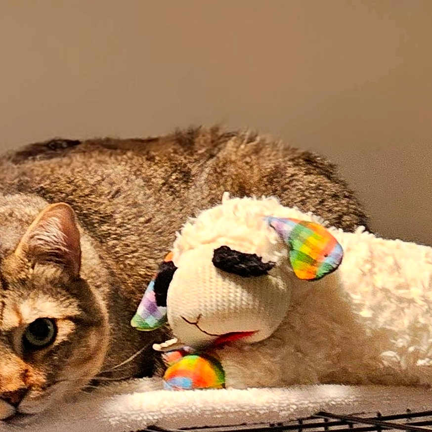 Simba joined the competition — help win amazing prizes! animal, bed, cat, closeup, colorful, cozy, cute, ears, face, feline, fur, indoor, pet, plush_toy, resting, sheep, soft, tabby_cat, toy, whiskers