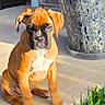 Willow is registered to the contest to win money with this photo: puppy, dog, brown, black_mask, sitting, tile_floor, grass, pot, decorative_pot, sunlight, outdoor, pet, young_dog, canine, animal, ears, face, paw, shadow, curious