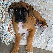 Willow is registered to the contest to win money with this photo: puppy, dog, couch, pillow, patterned_pillow, fringed_pillow, brown_dog, black_muzzle, white_chest_marking, indoor, pet, cute, relaxed, looking_at_camera, young_dog, paw, fur, canine, home_interior, cozy