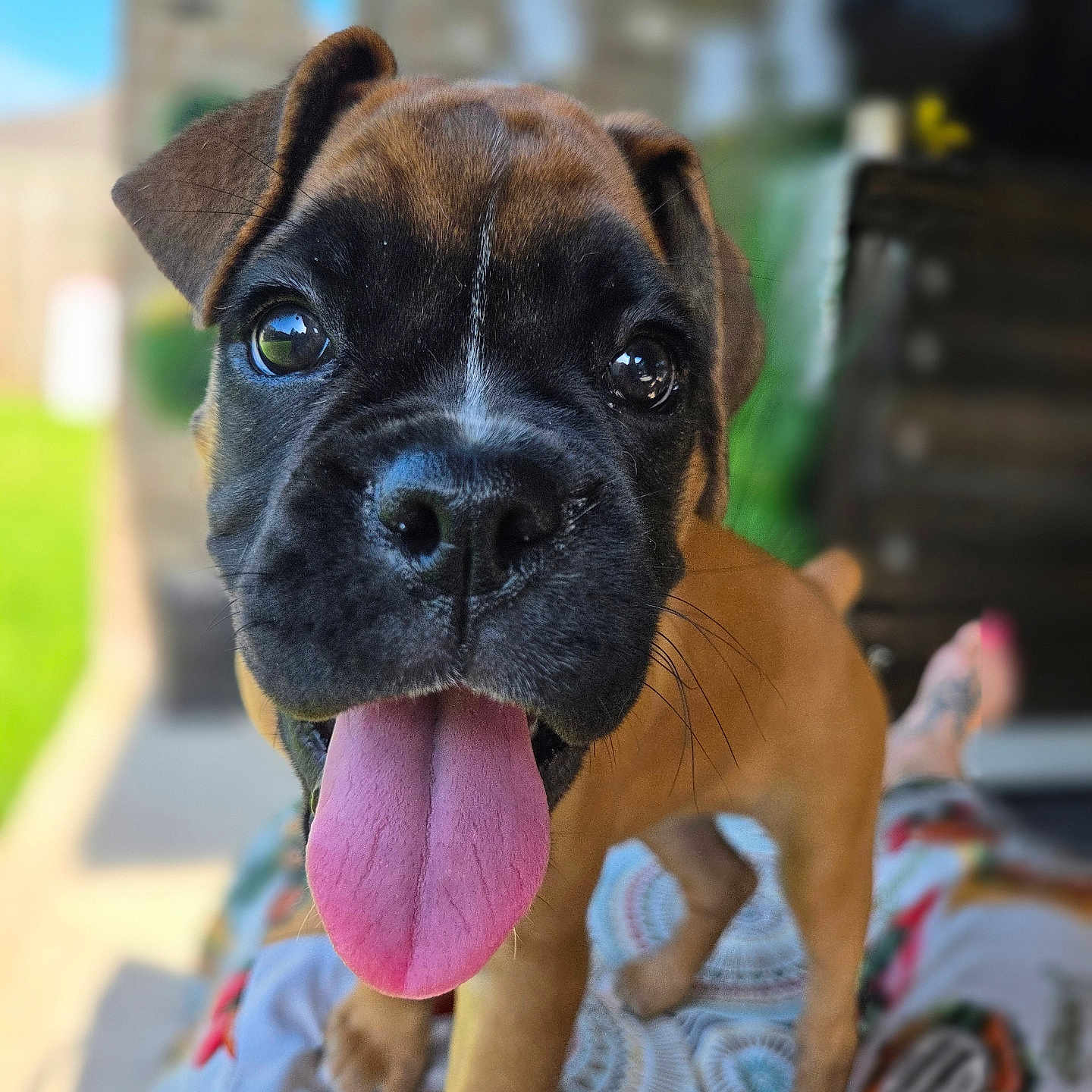Willow joined the competition — help win amazing prizes! puppy, dog, close_up, tongue_out, cute, pet, animal, brown_fur, black_muzzle, ears, whiskers, outdoor, blurred_background, colorful_clothes, pattern, playful, happy, young_dog, domestic_animal, portrait