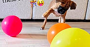 Willow joined the competition — help win amazing prizes! puppy, dog, balloons, playful, indoor, wooden_floor, couch, brown_dog, yellow_balloon, orange_balloon, red_balloon, pet, young_dog, cute, paw, celebration, fun, colorful, text_overlay, home