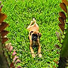 puppy, dog, grass, outdoor, greenery, nature, playful, pet, young_dog, stick, animal, curious, lying_down, leaves, blurred_foreground, summer, sunlight, cute, brown_dog, canine